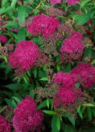 Image result for Spiraea bumalda