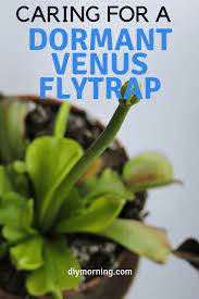 Caring For A Dormant Venus Flytrap Diy Morning Venus Fly Trap Venus Fly Trap Care Venus
