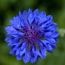 Check spelling or type a new query. 25 Most Beautiful Blue Flowers