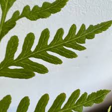 Image result for Pteris dentata