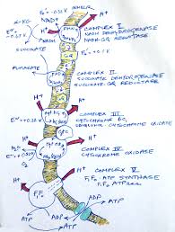 Biochemistry Basics Pogil Answer Key Free Electron Transport Chain Old Overhead Anybody Remember Overheads Probably Colorized After The Le Biochemistry Notes Electron Transport Chain Biochemistry
