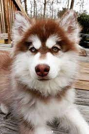 Pin On The Husky Dog Huskies Puppies Hilarious Huskies