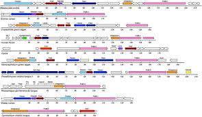 Hepatitis delta virus requires the envelope of the helper virus, hepatitis b virus (family hepadnaviridae), to produce infectious particles. Adintoviruses An Animal Tropic Family Of Midsize Eukaryotic Linear Dsdna Meld Viruses Biorxiv