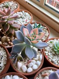 Ghost plant (graptopetalum paraguayense, mother of pearl plant) (walther): Never Knew Ghost Plant Could Turn Orange Succulents
