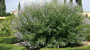Image result for Vitex franceseana