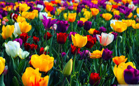 Maybe you would like to learn more about one of these? Spring Wallpapers Hd Free Download Airwallpaper Com