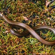 They're on every continent bar antarctica. Pdf Snakes Of The Genus Tantilla Squamata Colubridae In Mexico Taxonomy Distribution And Conservation