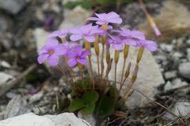 Image result for Oxalis purpurascens