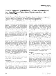 Image result for Crassula zombensis