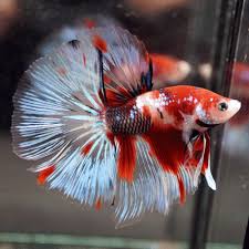 Pin By Cactusgoldfish On Beautiful Betta Fish Betta Fish Betta Fish