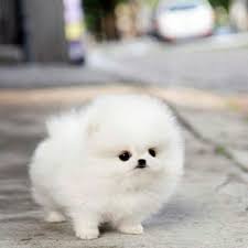 Teacup pomeranians 101 teacupdogslist teacupdogs teacupbreeds. Was Fur Ein Hund Ist Das Auf Dem Bild Rasse