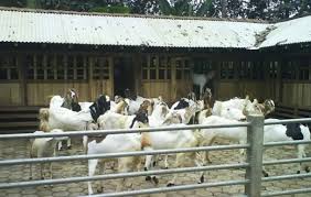 .kandang ternak kambing etawa, ukuran kandang kambing jawa, pemilihan bibit kambing modern, pakan kambing gibas, reproduksi kambing, dan yang terakhir adalah fermentasi pakan kambing. 12 Contoh Gambar Desain Kandang Kambing Modern Madani Farm Jogja