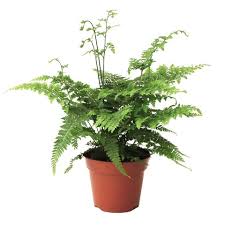 Image result for Microlepia speluncae