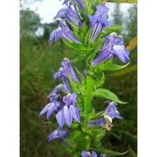Image result for Lobelia minutula