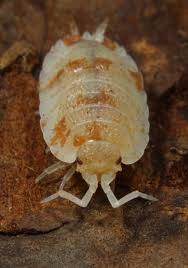 Black And Yellow Striped Millipede Pin On Isopods