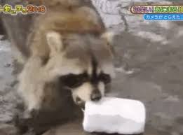 Poor raccoon has his cotton candy taken away in a puddle The Raccoon Learned Not To Dunk Cotton Candy In Water Boing Boing