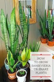 Propagation Bird Of Paradise Rhizome Learn How To Grow And Propagate The Tough And Easy To Grow Sansevieria Snake Plant Or Mother In Law S Tongue Snake Plant Care Snake Plant Plants