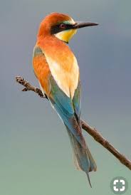 Birds That Start With A P Pin On Birds