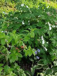 White Bleeding Heart Blue Jacob S Ladder And Mandarin Lights Azalea That S Just Finishing Its Bloom Bleeding Heart Azaleas Plants