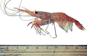 If you are skeptical of the size of shrimp the store is calling jumbo, have them count you a pound out. Sidestriped Shrimp Species Profile Alaska Department Of Fish And Game