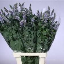 Gladiole Mozart De Vanzare Plants Floral Design Floral