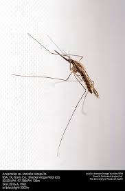 Malaria is treated with prescription drugs to kill the parasite. All About Malaria Symptoms Prevention Treatment Being The Doctor