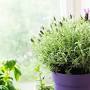 Air purifying plants indoor from www.countryliving.com