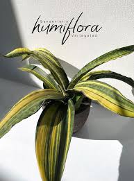 Image result for Sansevieria humiflora