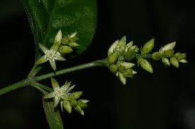 Image result for Psilotrichum sericeum