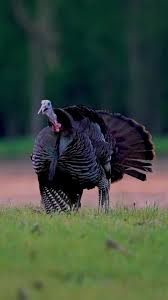 last stretch #fypシ #fypシ゚viral #fyp #videoviral #wildlife #outdoor  #foryourpage #foryou #videography #fupシ #caseylyons