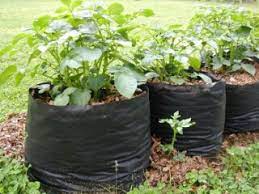 Namun demikian pokok akan pulih semula tanpa penggunaan racun perosak. Menanam Kentang Dalam Polybag Atau Karung Secara Organik Indonesia Bertanam