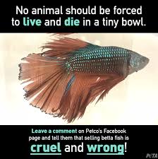 Betta Fish Are Suffering By The Millions Betta Fish Betta Fish