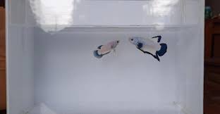 Tehnik vektor detail ikan cupang. Berita Lampu Hijau Misteri Pengantin Di Bekasi Nikah Dengan Mahar Sepasang Ikan Cupang Jenis Marble Blue Rim