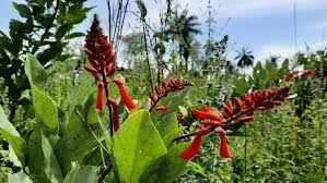 Image result for Erianthemum virescens