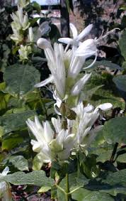 Image result for Whitfieldia brazzae