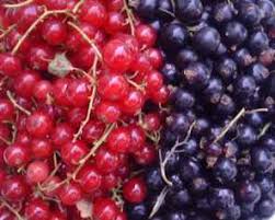 Sirops De Fruits