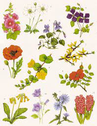 Maybe you would like to learn more about one of these? Flower Meanings The Language Of Flowers Flower Meanings Language Of Flowers Trees To Plant