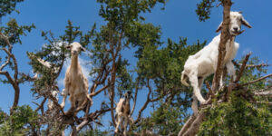 A network of live webcams from around the world. K6vt2jttnrfmum