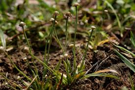 Image result for Eriocaulon truncatum