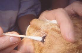 A corneal ulcer, or ulcerative keratitis, is a painful condition in which the deepest layers of the cat's cornea are lost or damaged. Cornea Debridement Technique In Cats Vetlexicon Felis From Vetstream Definitive Veterinary Intelligence