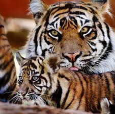Here are some interesting zambia facts which were chosen and researched by kids especially for kids. Tiger Cubs Animal Fact Guide