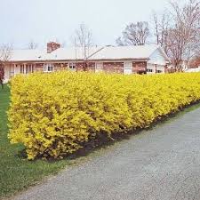Sunday Morning Coffee Gratitude In 2020 Garden Shrubs Bushes And Shrubs Hedges