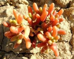 Image result for Halopegia