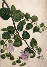 Image result for Capparaceae