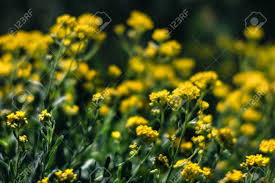 Maybe you would like to learn more about one of these? Soft Focus Image Of Small Yellow Flowers Of Aurinia Saxatilis In The Spring Time In The Garden Common Names Include Basket Of Gold Goldentuft Alyssum Golden Alison Gold Dust Rock Madwort Stock Photo
