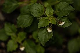 Image result for Diclis ovata