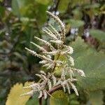 Image result for Tetradenia urticifolia