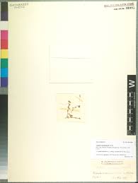 Image result for Thesium bangweolense