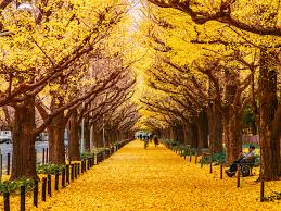 The autumn temperature transition between summer heat and winter cold occurs only in middle and high latitudes; Japan Autumn Season A Guide To Nature S Best Artwork