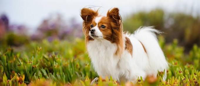 Papillon - All About Dogs | Orvis